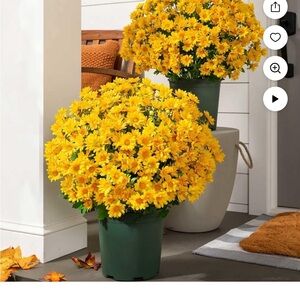 Vibrant Yellow Floral Mum Stems